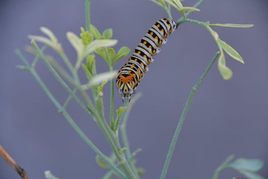 pdf the very hungry caterpillar